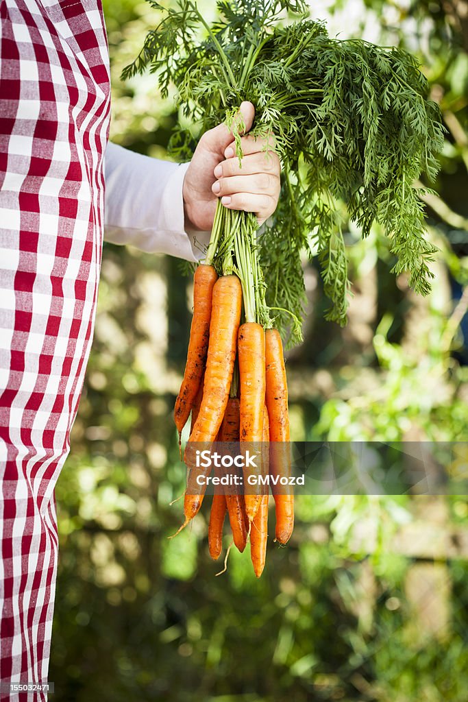 Cenouras orgânicas - Royalty-free Agricultura Foto de stock