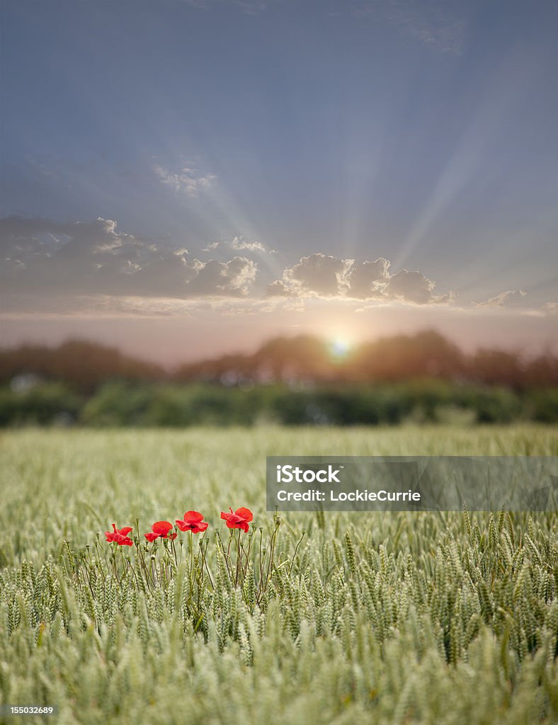 Campo di papaveri - Foto stock royalty-free di Remembrance Day