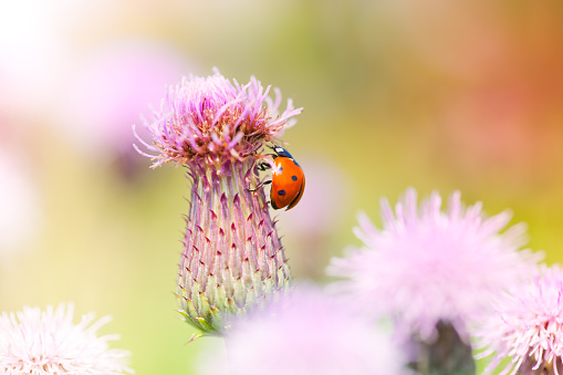 Ladybug in meadow walking on wildflower.\n\n[url=/search/lightbox/4993571][IMG]http://farm4.static.flickr.com/3051/3032065487_f6e753ae37.jpg?v=0[/IMG][/url]\n\nkw nov2013