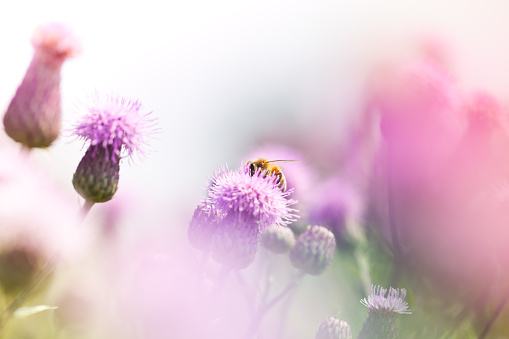 Honey bee pollinating thistle in meadow