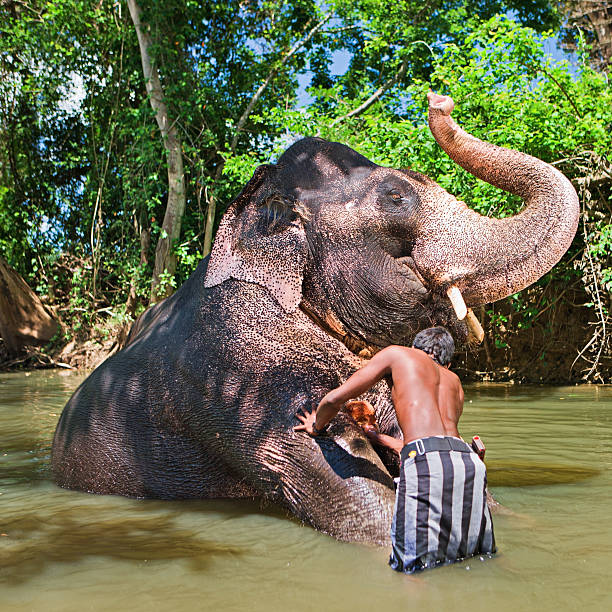 istock Mahout bathing his elephant in the river 155033222