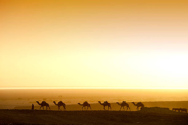 낙타 캐러밴 첫 번째 일광 절약, danakil 사막, 에디오피아 - animal africa ethiopia mule 뉴스 사진 이미지