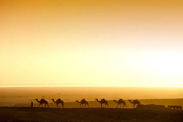 A salt caravan on the first daylight on the way from the last resting area in Ahmed Ela into the Danakil Desert.