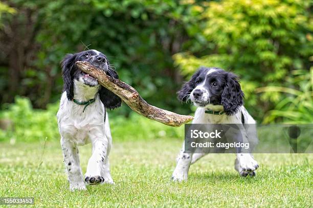 Stick At It Stock Photo - Download Image Now - Puppy, Animal, Carrying