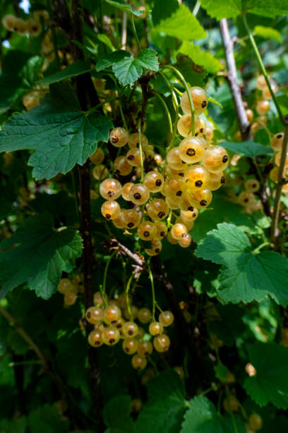 istock Ripe white currants in the garden. 1550334999