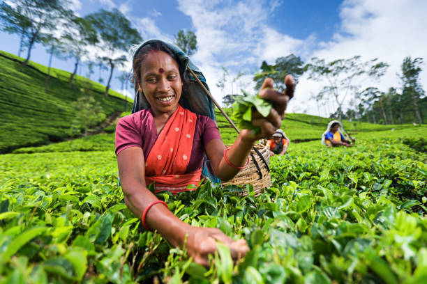 istock Tamil pickers plucking tea leaves on plantation 155033610