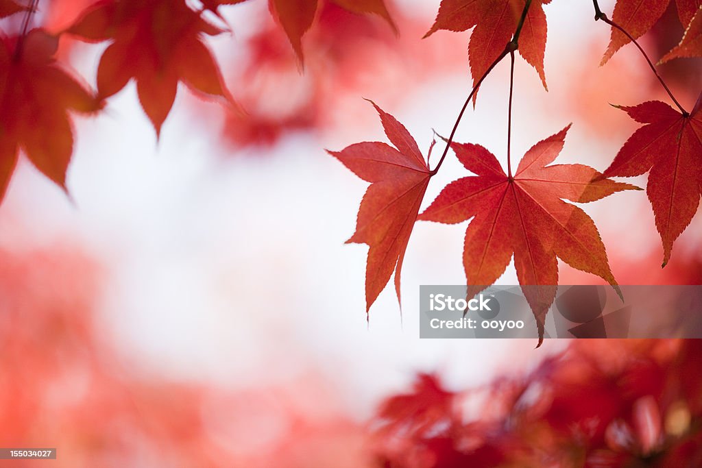 Outono cores vermelho - Royalty-free Ao Ar Livre Foto de stock