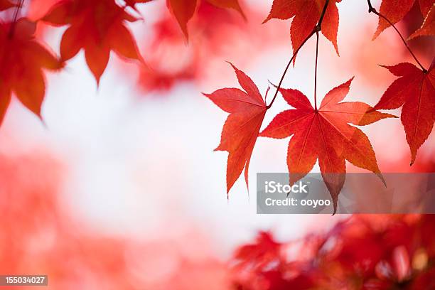 Outono Cores Vermelho - Fotografias de stock e mais imagens de Ao Ar Livre - Ao Ar Livre, Beleza natural, Cor Viva