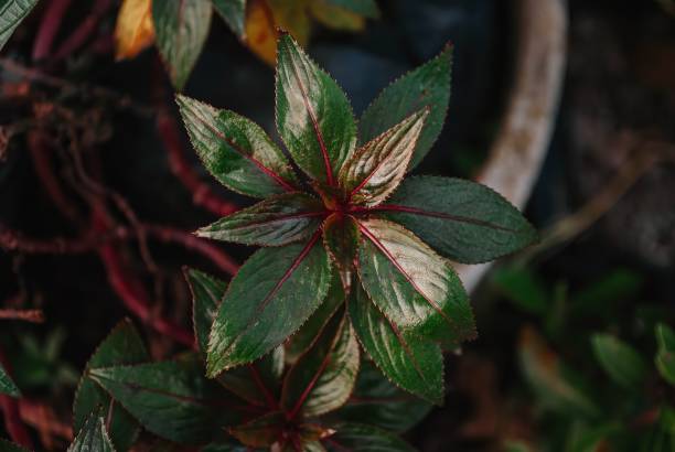 istock Aglaonema Commutatum Siam Aurora leaves 1550340837