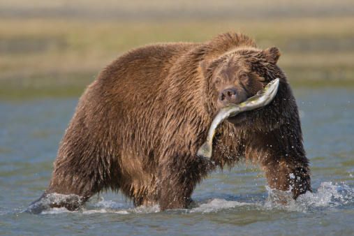 A very wet Grizzly bear stands in the shallows of a stream holding a salmon in his paw.