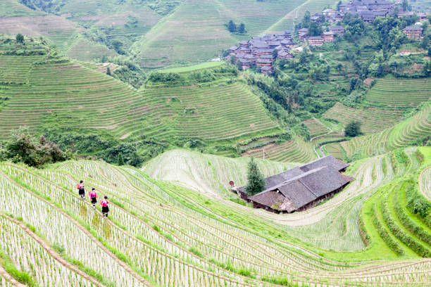 istock Yao Girls Working at Rice Paddy 155034147