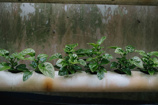 Spinach plants propagated by hydroponics