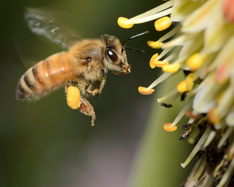 A Macro Shot of a Honey Bee Flying towards yellow flwoers