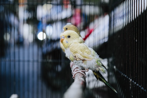 A yellow Budgerigar bird also known as the common parakeet, shell parakeet, or budgie is perching on a piece of wood in the cage with bokeh