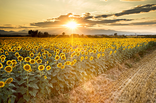 A sunflower field in Kansas with a beautiful sunset