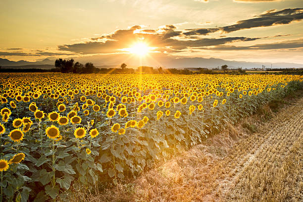 golden girassóis - flower sunflower field landscaped - fotografias e filmes do acervo