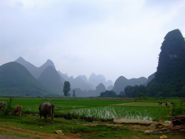 istock Yangshuo ricefield landscape, Guilin, China 155035066