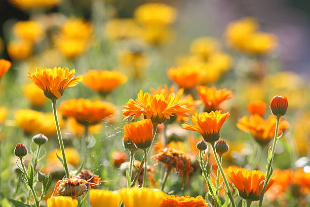 istock flower meadow with pot marigold Calendula officinalis 155035570