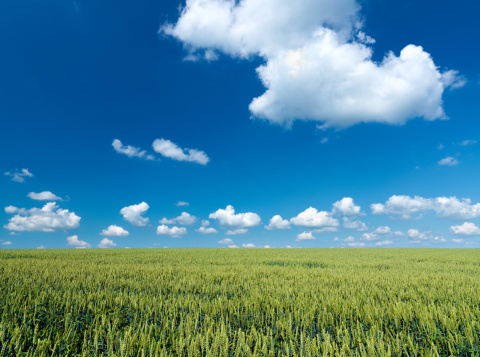 beautiful airatmosphere bright blue sky background abstract clear texture with white clouds with green cornfield