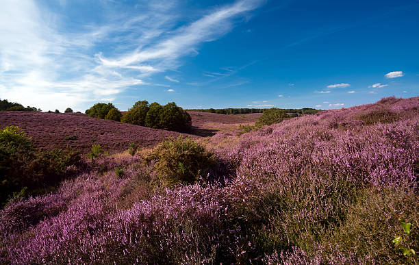 istock flowering heather on hills 155035913