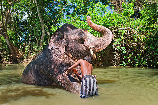 istock Mahout bathing his elephant in the river 155036002