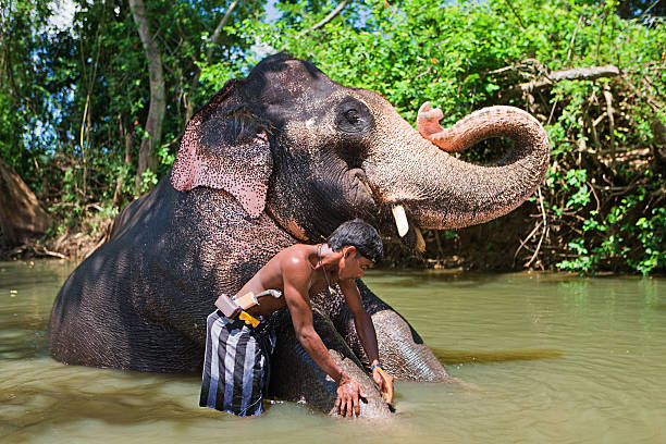 istock Mahout bathing his elephant in the river 155036006