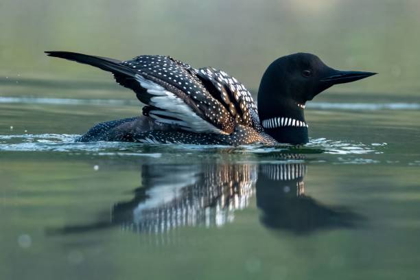 istock Common loon peacefully floating in a tranquil lake, surrounded by lush vegetation 1550360829