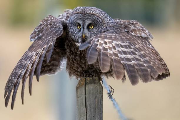istock Magnificent great grey owl perched on a rustic wooden fence with wings open 1550360833