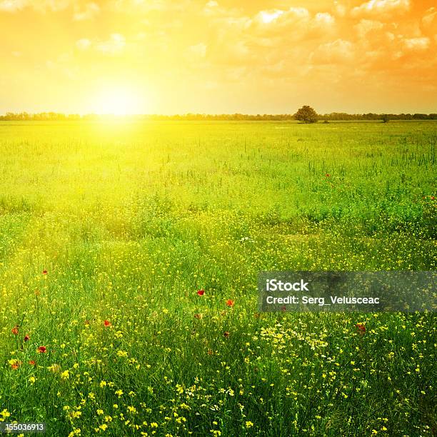 Beautiful Sunset On A Spring Field Stock Photo - Download Image Now - Grass, No People, Summer