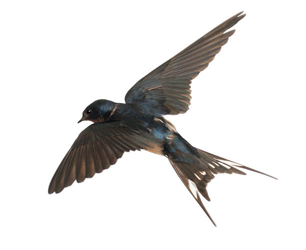 istock Barn Swallow, Hirundo rustica, lying against white background 155036952