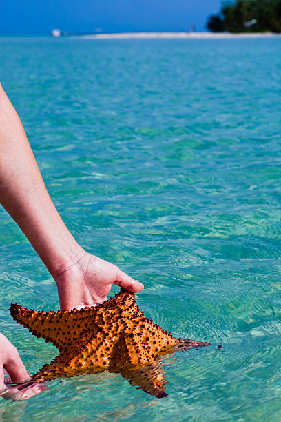 istock Starfish in clear waters, Rum Point 155037050