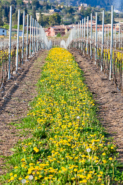 istock Spring Yellow Flowers, Valpolicella, Italy 155037150