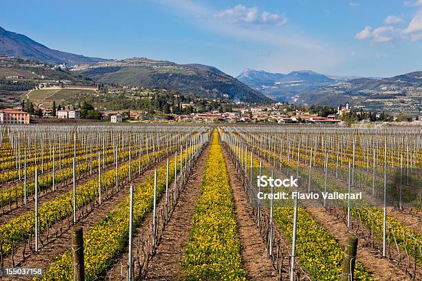 Primavera Vigneti Valpolicella Italia - Fotografie stock e altre immagini di Agricoltura - Agricoltura, Ambientazione esterna, Azienda vinicola