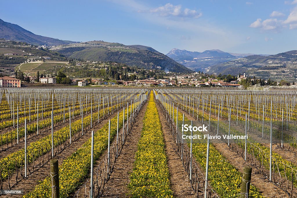 Primavera vinhas, Valpolicella, Itália - Royalty-free Agricultura Foto de stock