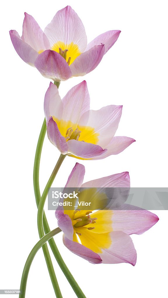 Tulipán - Foto de stock de Amarillo - Color libre de derechos
