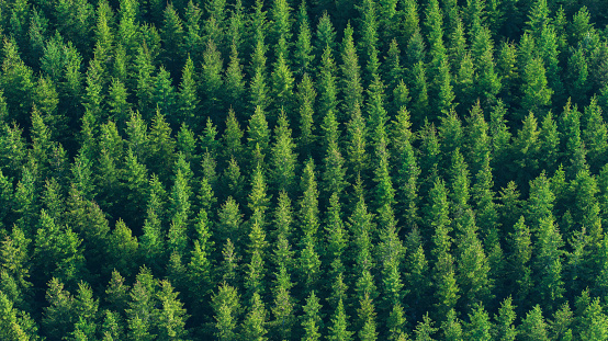 A field with a spruce tree plantation viewed from above.