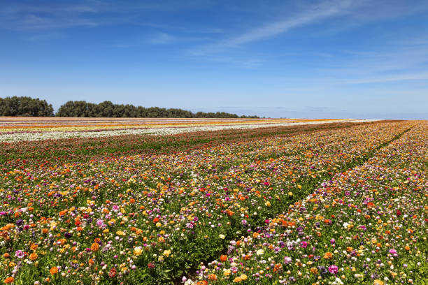 istock Spring in the south of Israel 1550376337