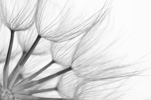 Extreme close-up of dandelion. Black&white, shallow DOF.