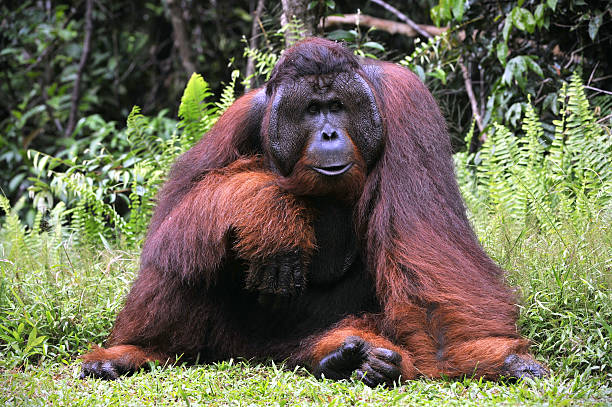 istock The Bornean orangutan, Pongo pygmaeus 155037762