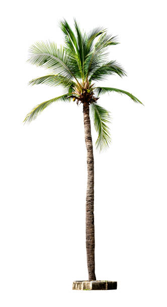 istock Coconut palm tree isolated on transparent background 1550406944