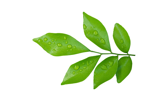 Green leaves branch with drops isolated on white background. Orange leaf with clipping path.