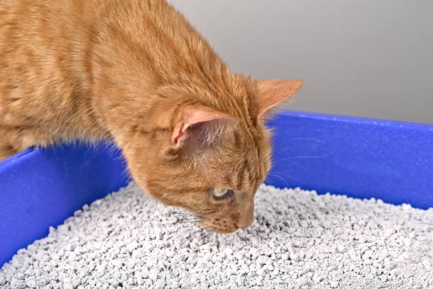 istock Close-up of cute red cat looking curious inside a litter box. Horizontal image with selective focus. 1550421081