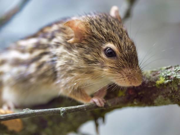 istock Closeup of a barbary striped grass mouse perched on a tree branch 1550424914