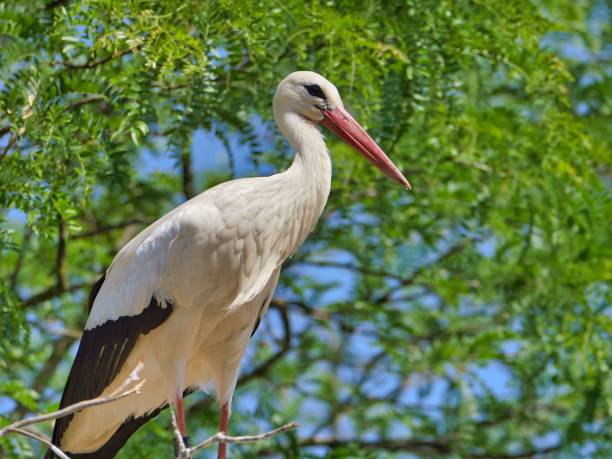 istock Closeup of a stork perched on a green tree branch 1550424920