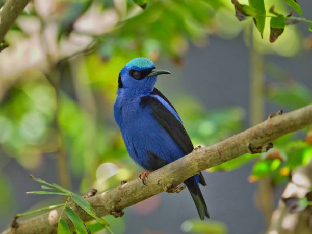 istock Closeup of a red-legged honeycreeper perched on a tree branch 1550424933
