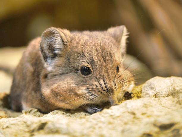 istock Closeup of a Pika perched on a stone 1550425500