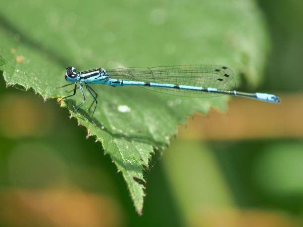 istock Closeup of a dragonfly perched on a green leaf 1550425504