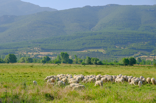 A flock of sheep grazing freely on the plain and the endless harmony of blue and green