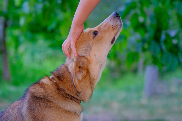 istock child and dog friendship 1550428777