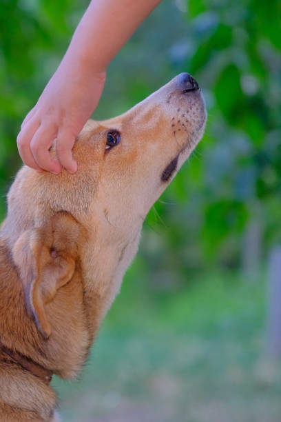 istock Child and dog friendship 1550428779
